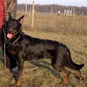 chien DM (39)